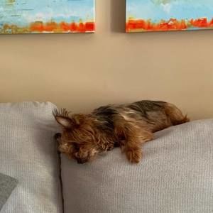 Meet your Posher, David